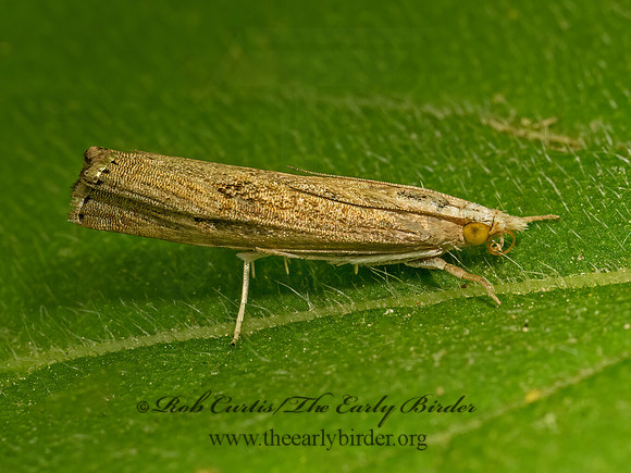 Parapediasia teterrellus  BLUEGRASS WEBWORM MOTH 9078664z