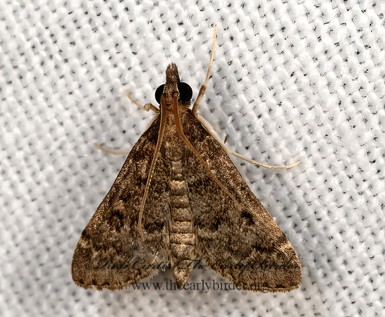 Steniodes mendica  SPILOMELINAE CRAMBID MOTH 3030742z