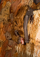 Eptesicus fuscus BIG BROWN BAT 8017074z