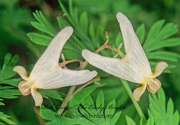 Dicentra cucullaria  DUTCHMAN'S BREECHES 265230z