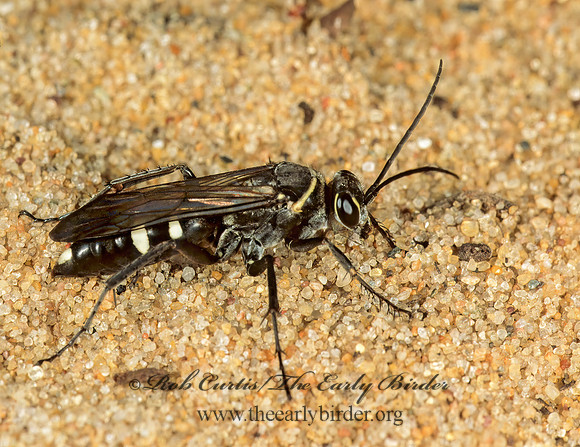 Episyron quinquenotatus  POMPILINI SPIDER WASP 1113120 z