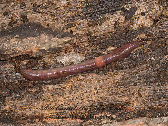 Lumbricus terrestris  COMMON  EARTHWORM 9026033z