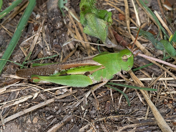 Chortophaga viridifasciata NORTHERN GREEN-STRIPED GRASSHOPPER  6024117z