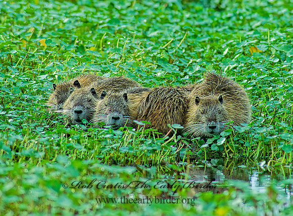 Myocastor coypus  NUTRIA 67038 z