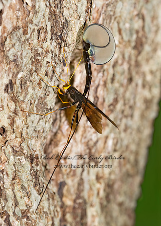 Megarhyssa atrata 8006060 Fz