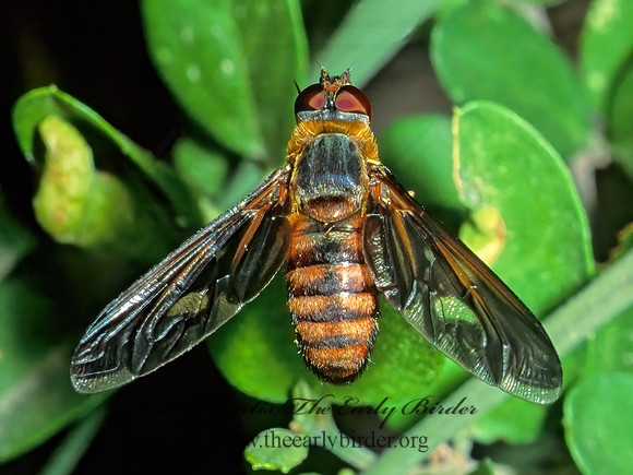 Poecilanthrax marmoreus  VILIINI BEE FLY 53323z