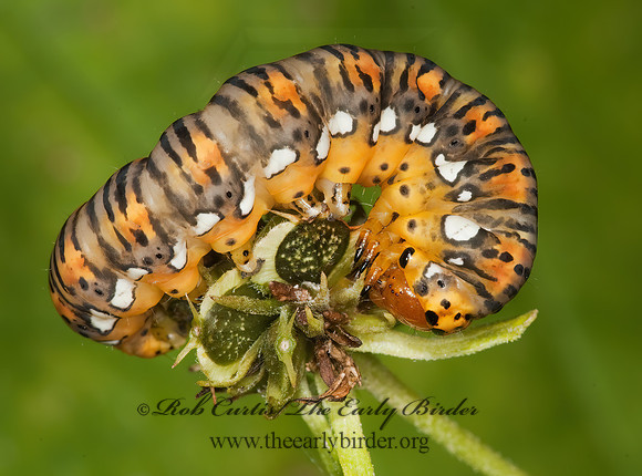 Basilodes pepita GOLD MOTH 3010157z
