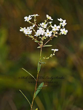 Euphorbia corollata  FLOWERING SPURGE 8008201z