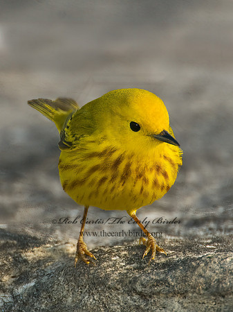 Setophaga petechia  YELLOW WARBLER 7014410z