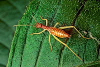 Neoxabea bipunctata  2-SPOTTED TREE CRICKET 135017z