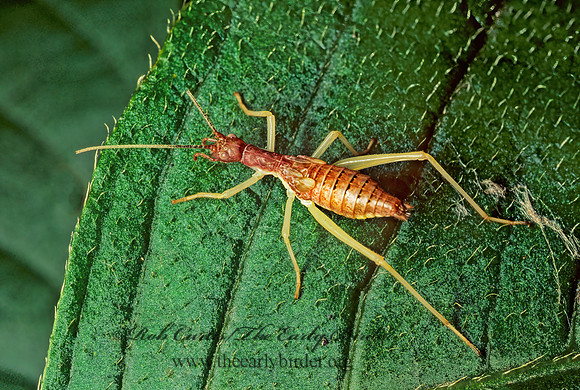 Neoxabea bipunctata  2-SPOTTED TREE CRICKET 135017z