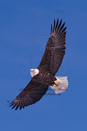 Haliaeetus leucocephalus  BALD EAGLE 6020244z