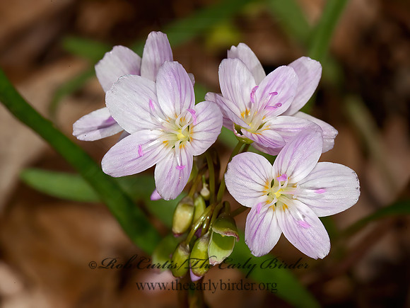 Claytonia virginica  SPRING BEAUTY  8034027z
