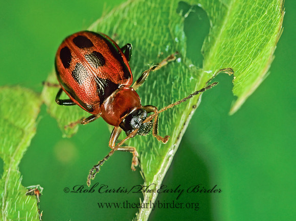 Cerotoma trifurcata 1110220z