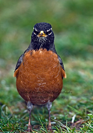 Turdus migratorius  AMERICAN ROBIN 6002100z