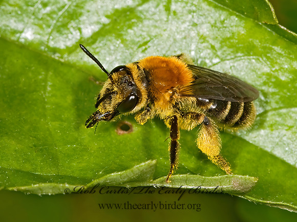 Andrena helianthi 8017984~ F~z