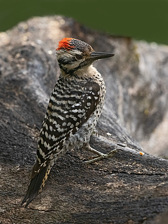 Dryobates scalaris  LADDER-BACKED WOODPECKER 3035554z