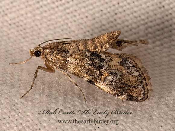Elophila obliteralis  WATERLILY LEAFCUTTER MOTH 9082890z