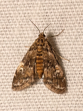 Elophila obliteralis  WATERLILY LEAFCUTTER MOTH 9082336z