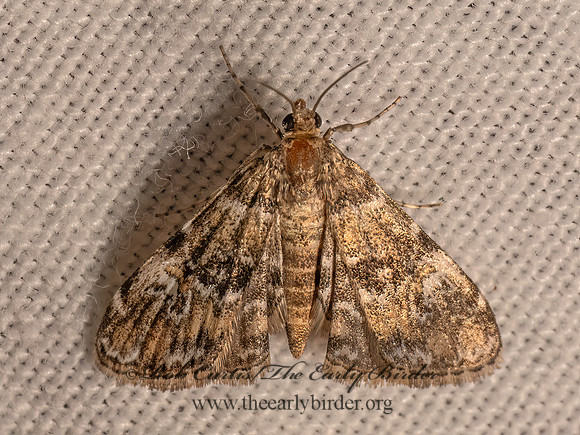 Elophila obliteralis  WATERLILY LEAFCUTTER MOTH 9082826z