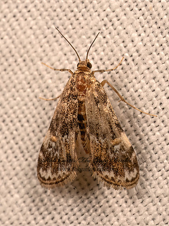 Elophila obliteralis  WATERLILY LEAFCUTTER MOTH 9083008z