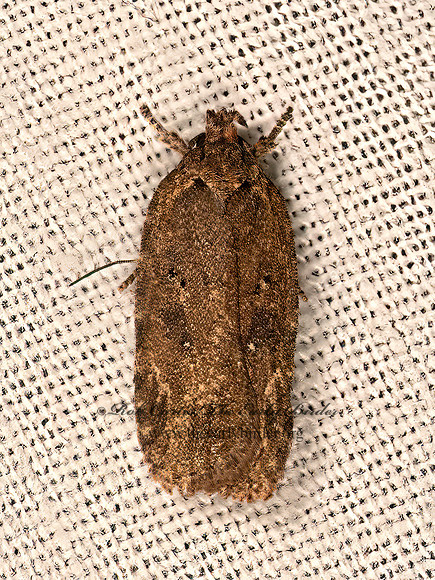 Agonopterix  DEPRESSARID MOTH 9081553z