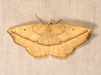 Eusarca confusaria CONFUSED EUSARCA 9083229z