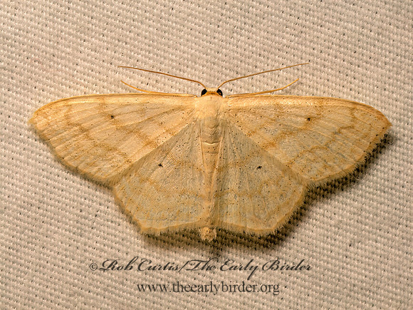Scopula limboundata  LARGE LACE BORDER 9082184z