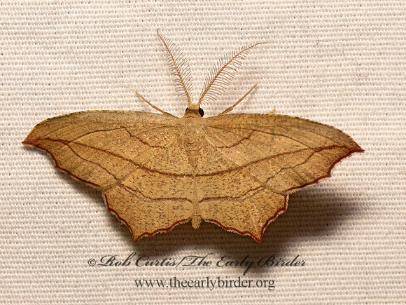 Timandra amaturaria  CROSS-LINED WAVE 9082058z