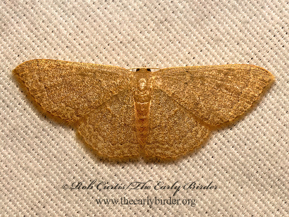 Pleuroprucha insulsaria  COMMON TAN WAVE 9082281z
