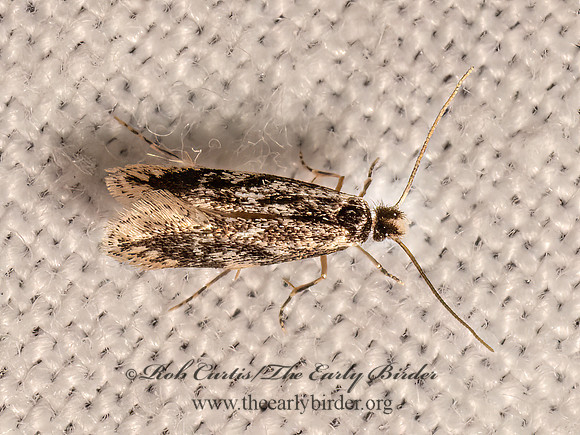 Leucomele miriamella  CLOTHES MOTH 9082611z