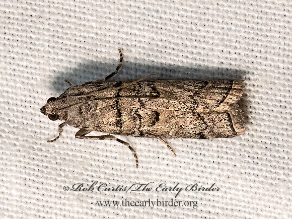 Dioryctria  PHYCITINI PYRALID 3036579z