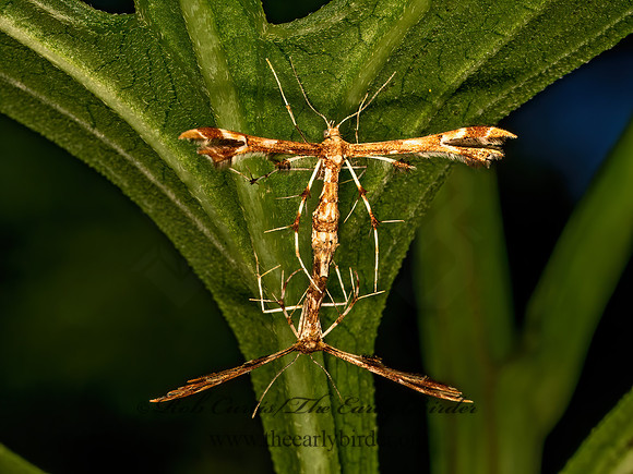 Geina periscelidactylus or sheppardi  PLUME MOTH 9079962z