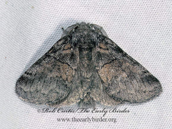 Gluphisia septentrionis  COMMON GLUPHISIA 9084092z