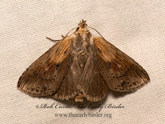 Dasylophia anguina  BLACK-SPOTTED PROMINENT 9082064z