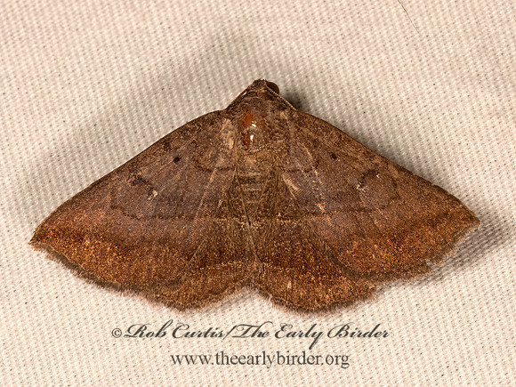 Lesmone detrahens  DETRACTED OWLET 9084147z