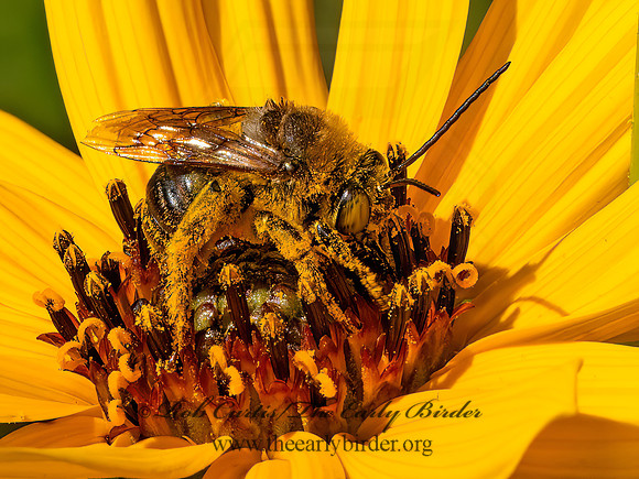 Svastra obliqua  LONGHORN BEE 9082680z