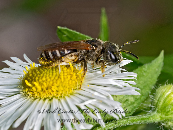 Halictus ligatus  LIGATED FURROW BEE 9080134z
