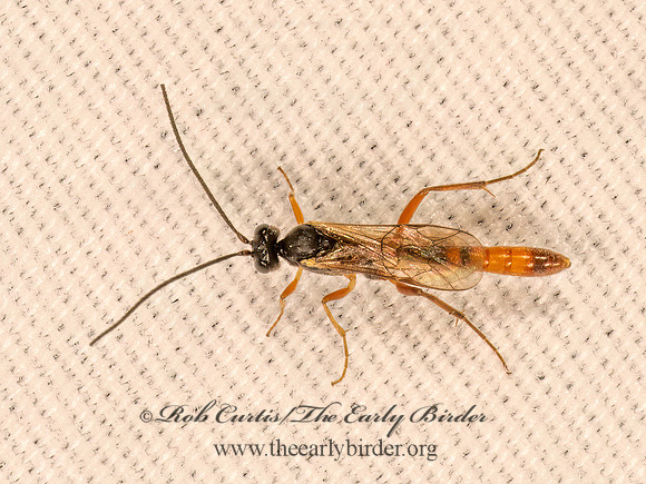 Cymodusa distincta  CAMPOPLEGINAE ICHNEUMON 9083951z