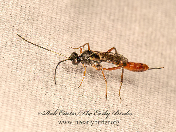 Cymodusa distincta  CAMPOPLEGINAE ICHNEUMON 9083887z