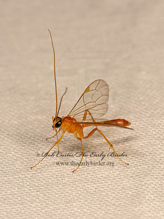 Netelia johnsoni  PHYTODIETINI ICHNEUMON 9083277z