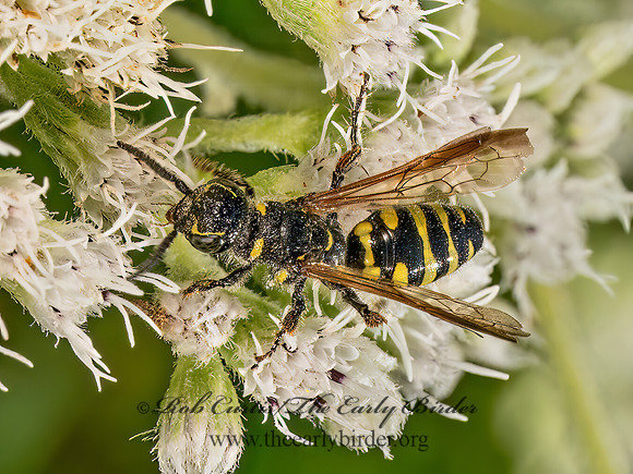 Myzinum maculatum  THYNNID WASP 9081418z