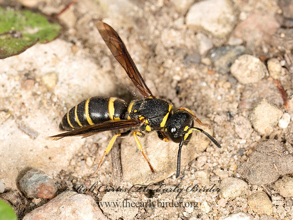 Euodynerus foraminatus  MASON WASP 3042781z