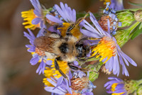 Bombus (Psithyrus) insularis INDESCRIMINATE CUCKOO BUMBLEBEE 3024376z