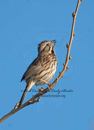 Melospiza melodia  SONG SPARROW 7014461z
