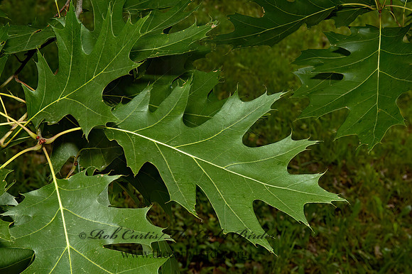 Quercus rubra  NORTHERN RED OAK 5009163z