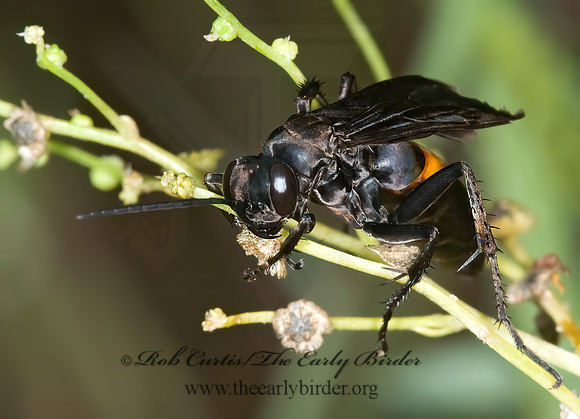 Anoplius semicinctus  SPIDER WASP 6013678z
