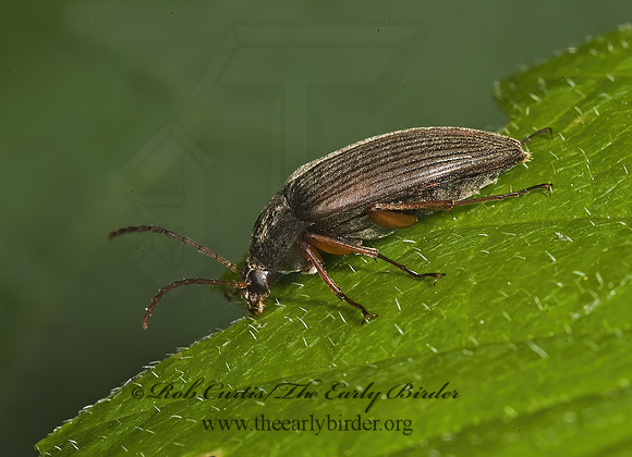 Androchirus erythropusi 8004951z