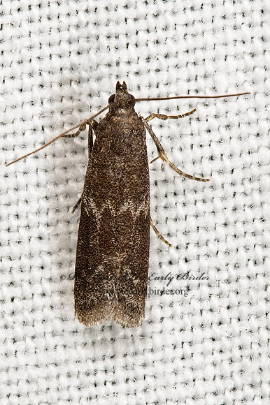 Eurrythmia  PHYTICINI PYRALID MOTH
