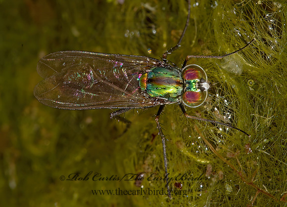 Plagioneurus univittatus  LONGLEGGED FLY 9014796z